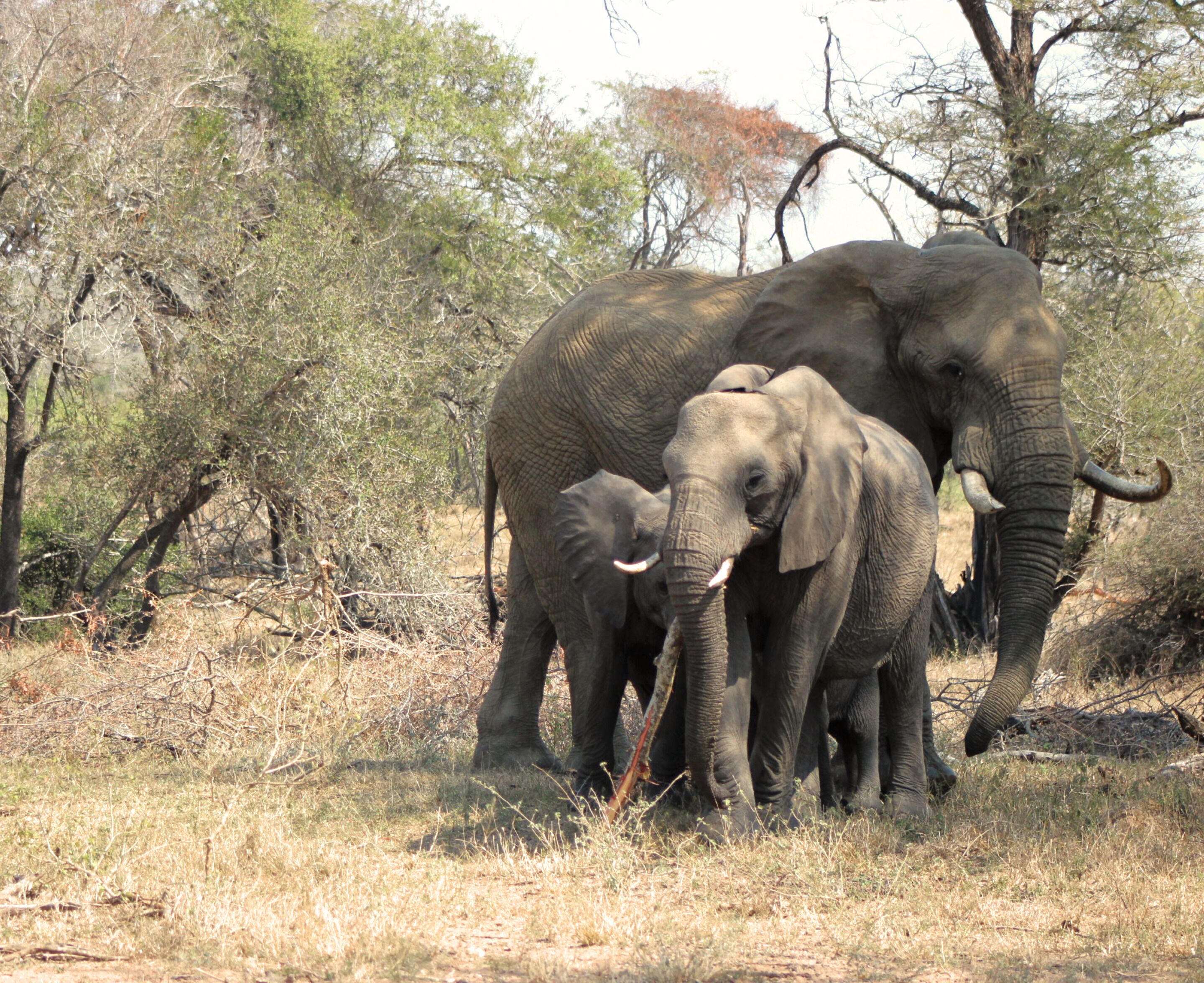 Un groupe d’éléphants évoluant dans un environnement naturel, caractérisé par une végétation clairsemée et quelques arbres.