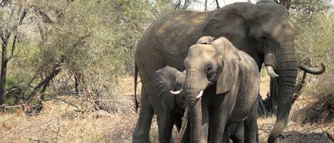 Un groupe d’éléphants évoluant dans un environnement naturel, caractérisé par une végétation clairsemée et quelques arbres.