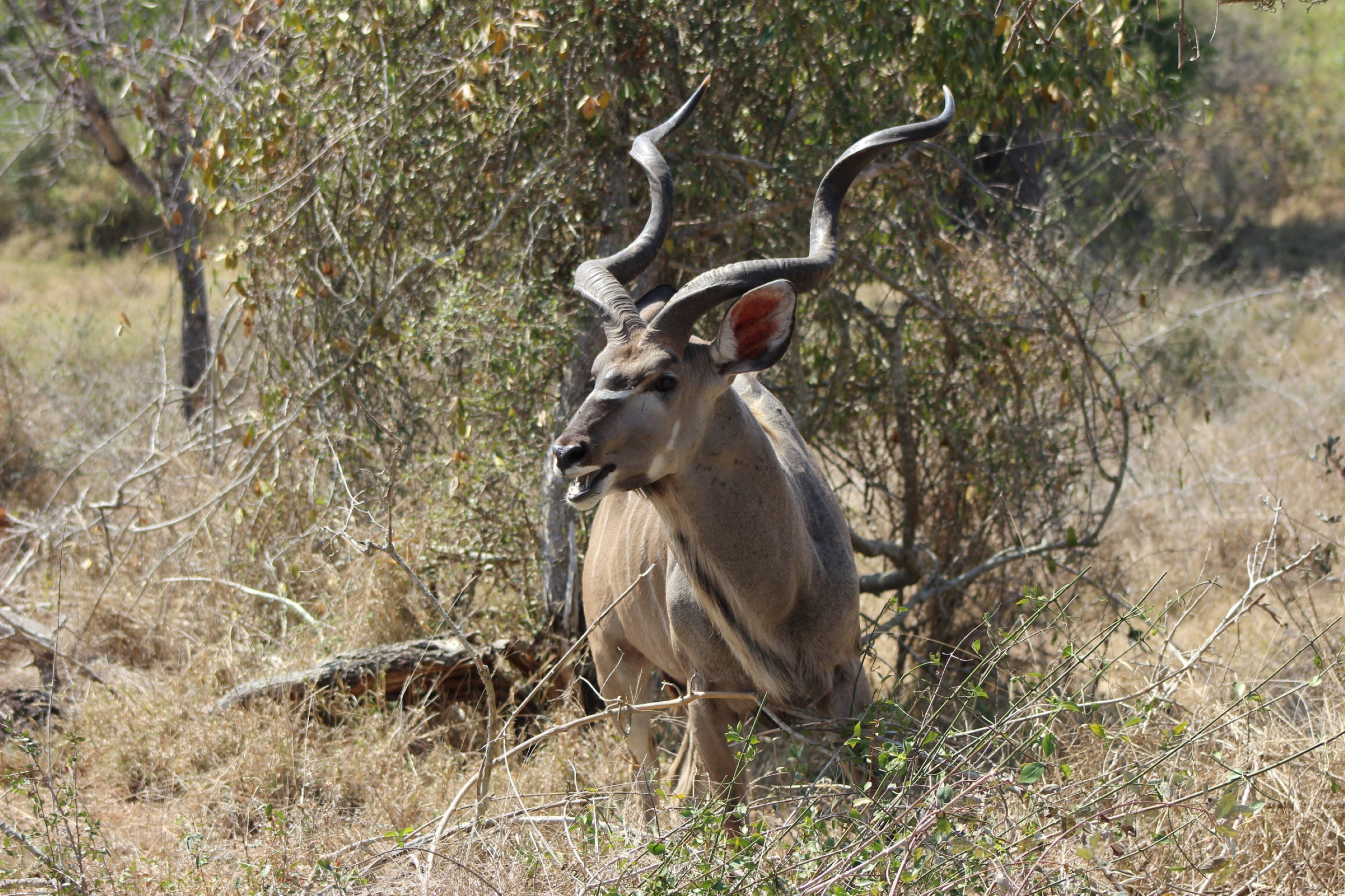 A kudu antelope in a natural setting with sparse vegetation and trees.