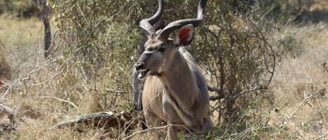 A kudu antelope in a natural setting with sparse vegetation and trees.