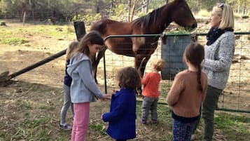 A group of people interacting with a horse in an outdoor enclosure.