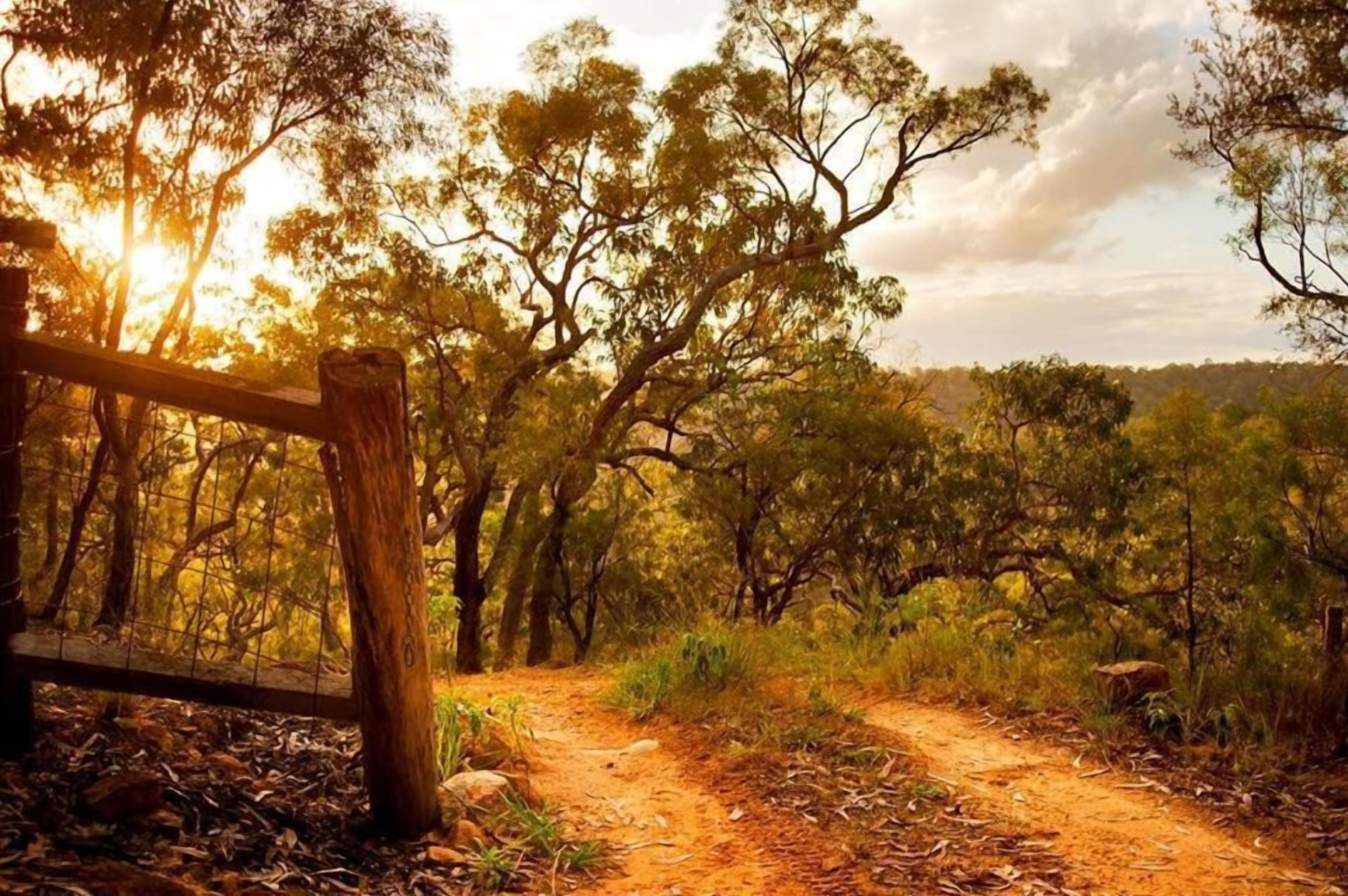 Un sendero de tierra que serpentea por un área boscosa con árboles y una valla de madera a la izquierda.