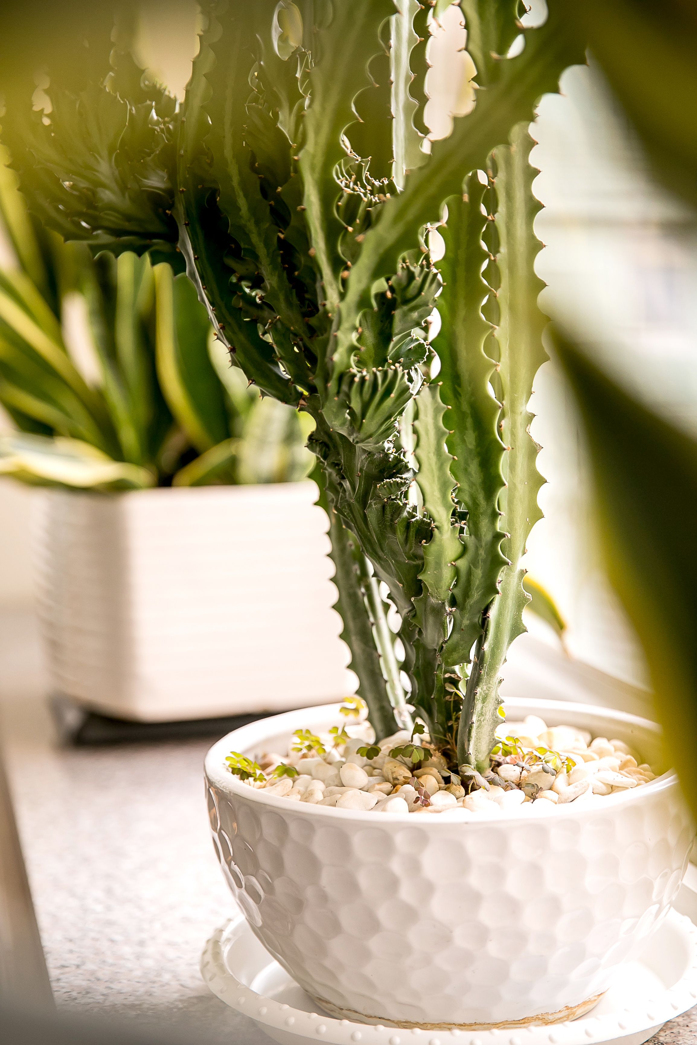 A cactus plant in a white textured pot on a table.