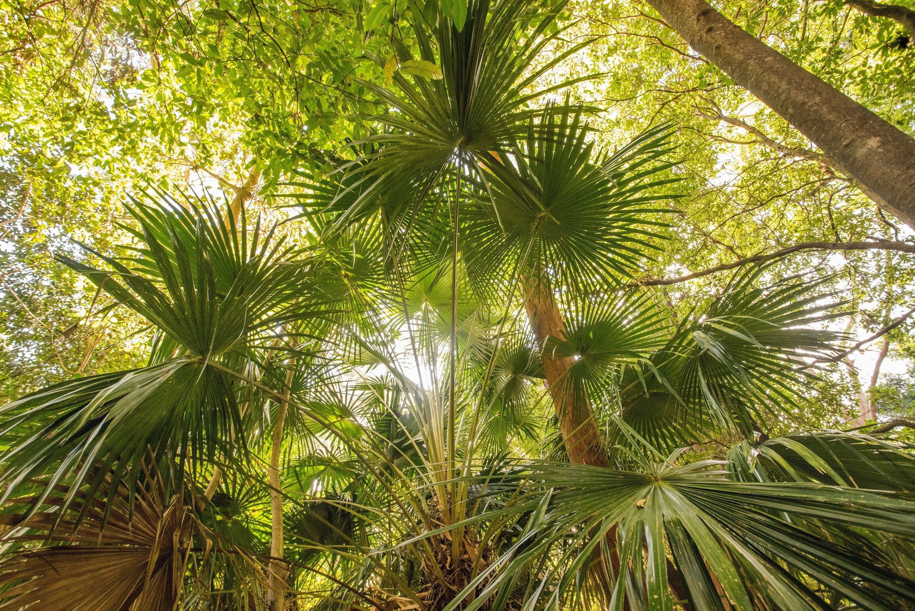 Une forêt tropicale dense, avec de grands palmiers et un feuillage luxuriant.