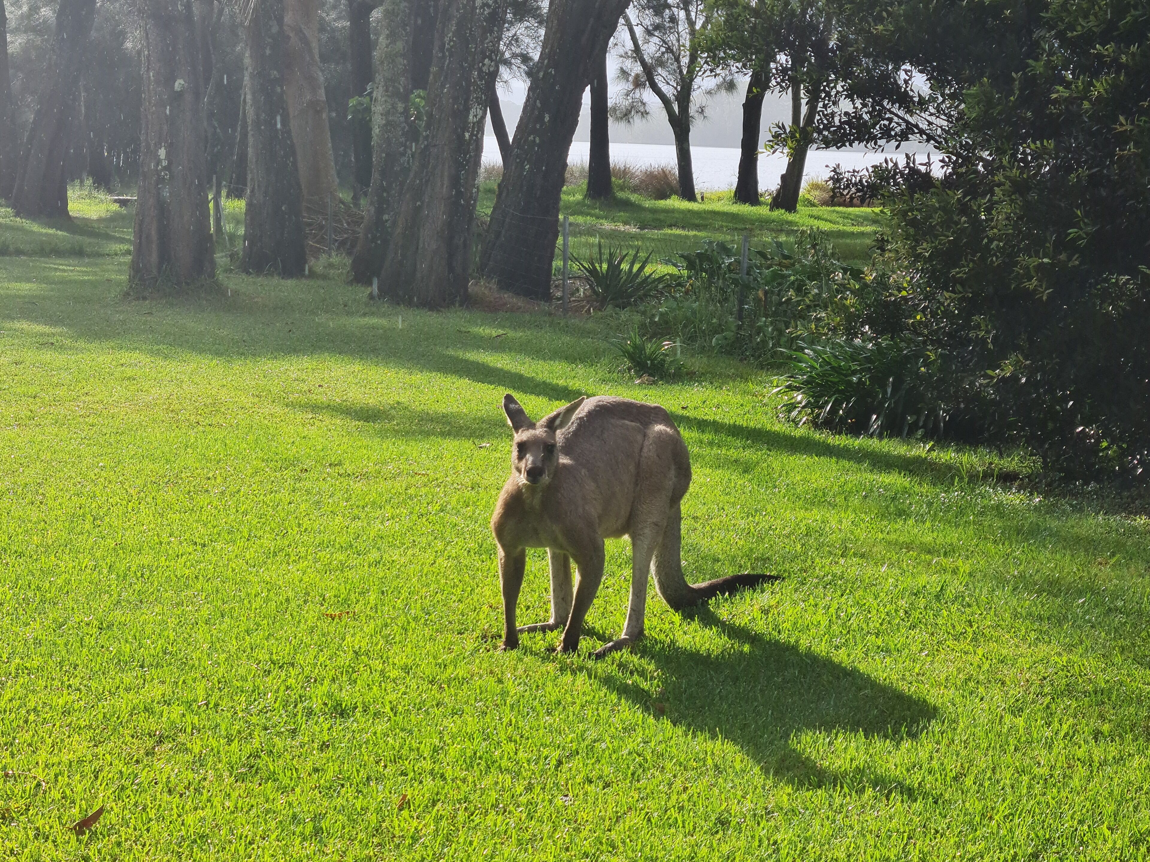 A kangaroo in a grassy field with trees and a body of water in the background.