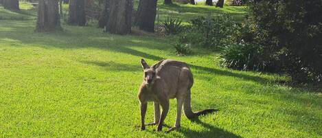 A kangaroo in a grassy field with trees and a body of water in the background.