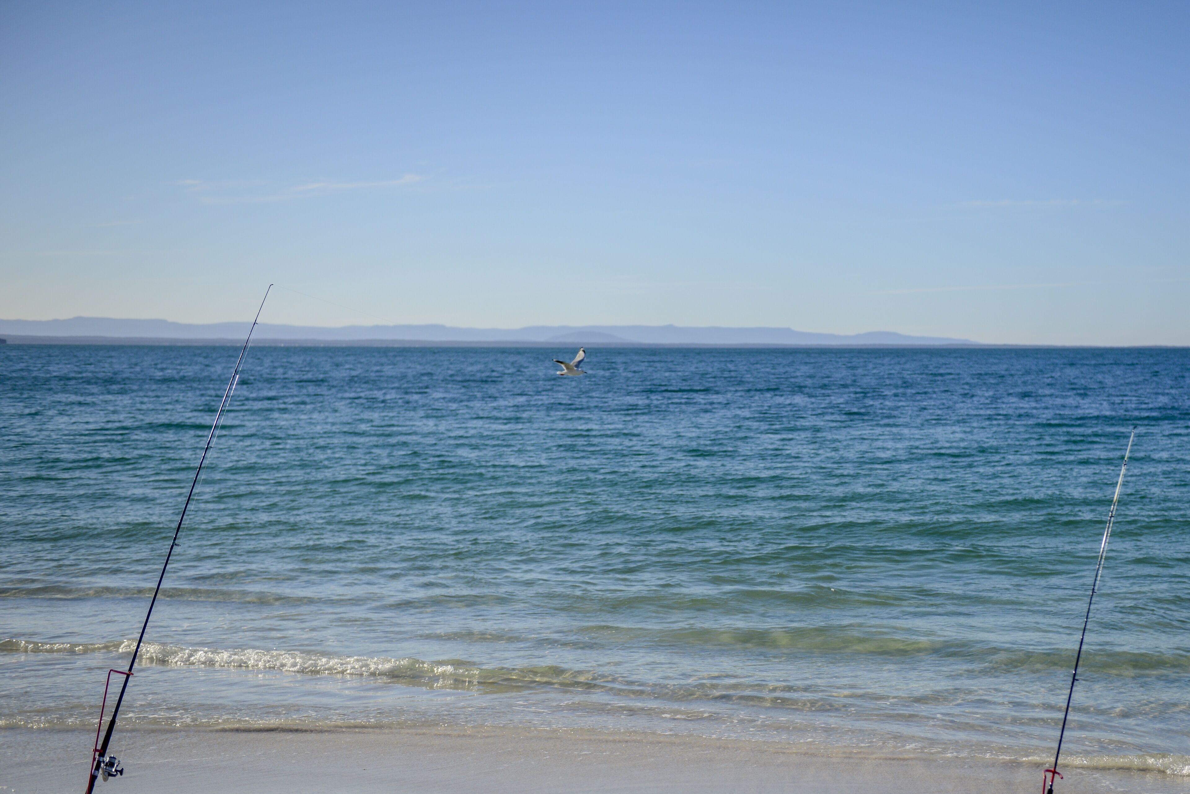 A beach with two fishing rods and a bird flying over the water.