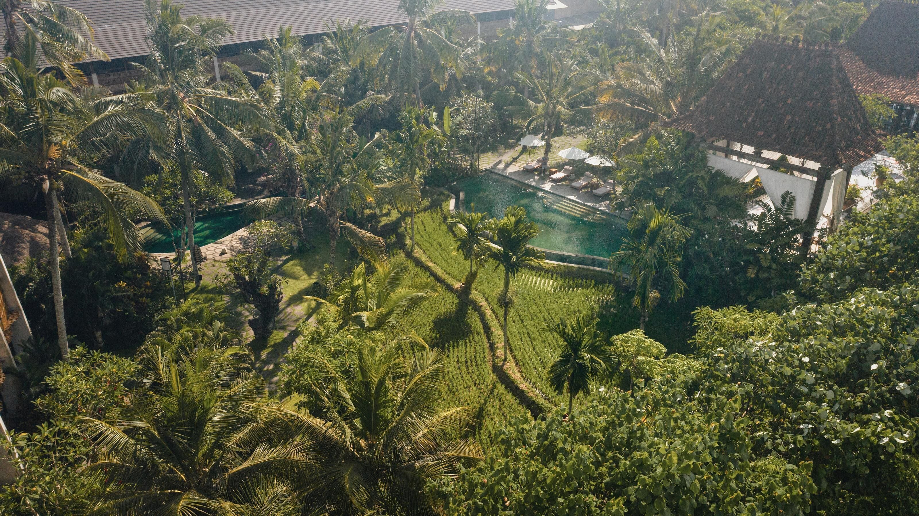 A tropical resort with a swimming pool surrounded by palm trees and lush greenery.