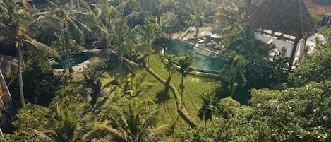 Un resort tropical con piscina rodeada de palmeras y abundante vegetación.