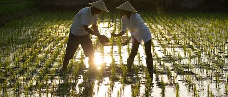 Dos personas trabajando en un arrozal, con el sol reflejándose en el agua.