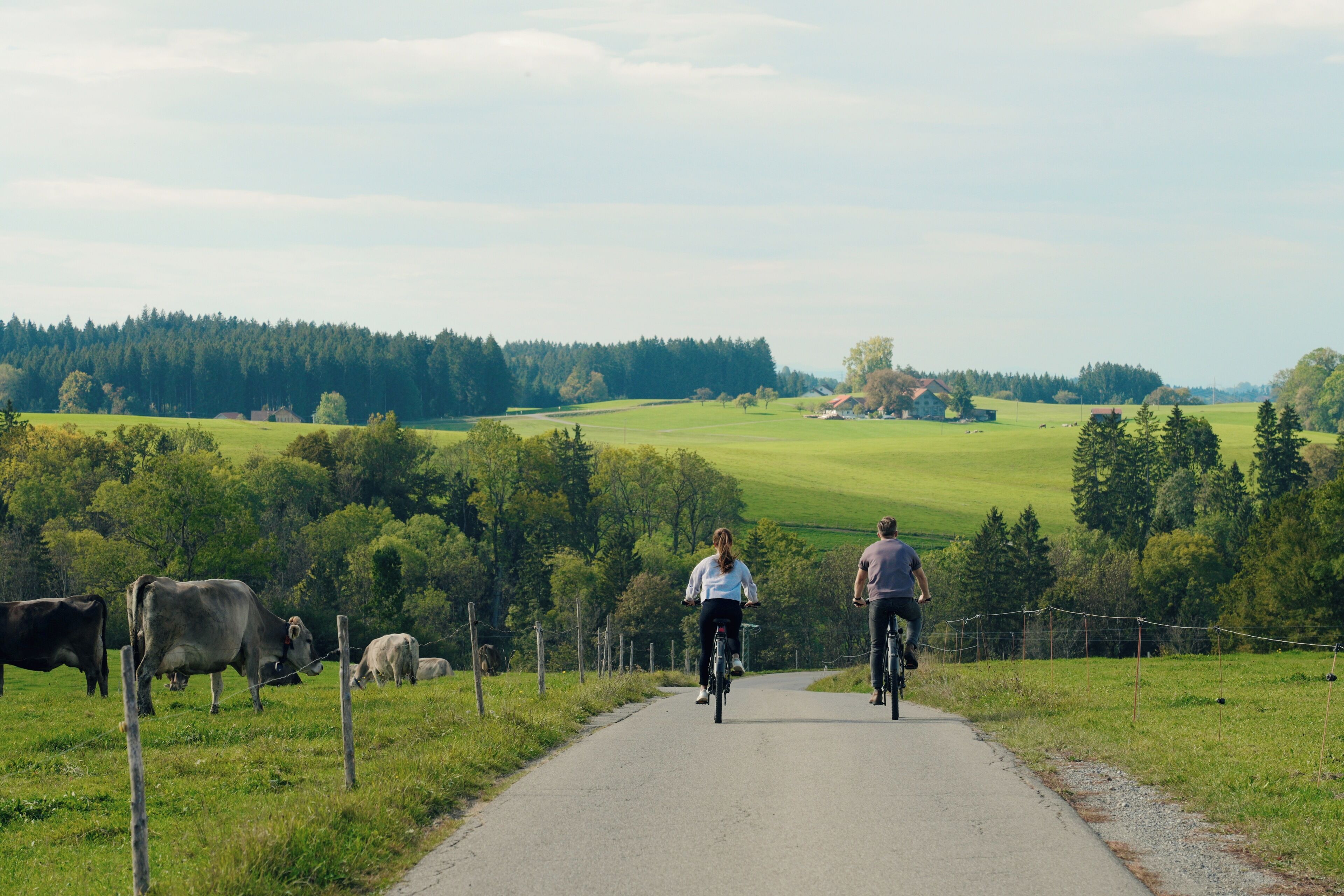 Una strada di campagna con ciclisti e mucche.