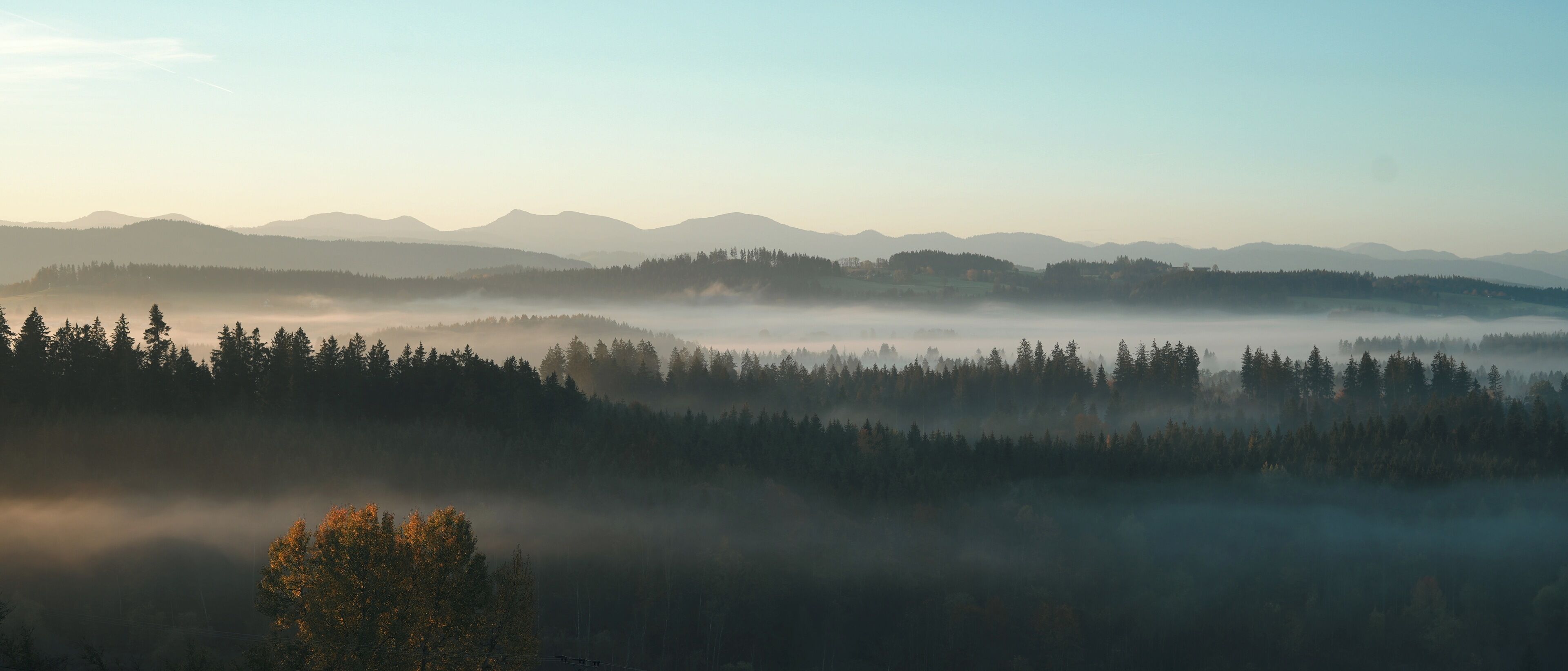 Eine bewaldete Landschaft mit einem Gebirge im Hintergrund und einem Baum im Vordergrund.