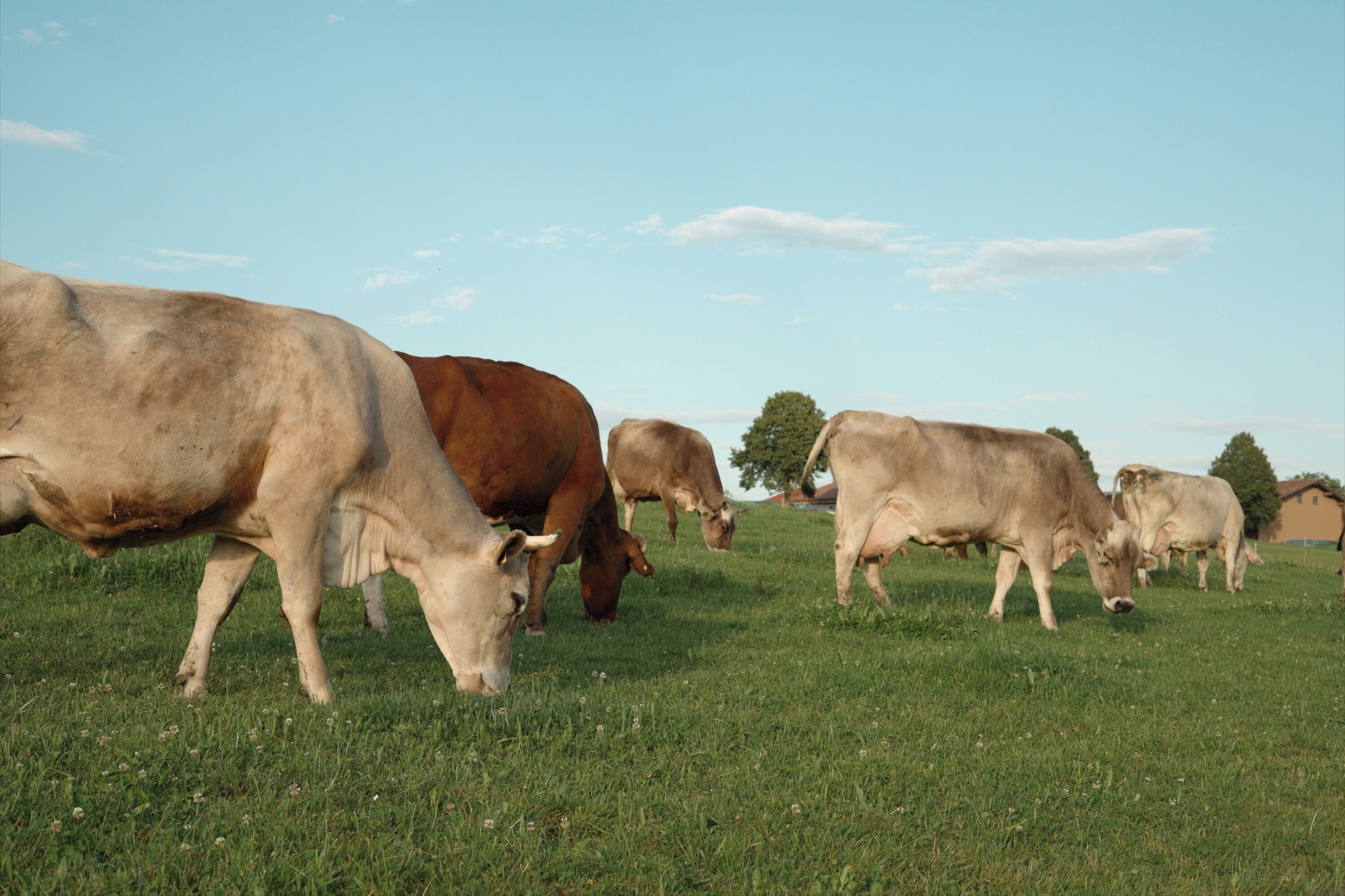 A group of cows grazing in a grassy field with a clear sky.