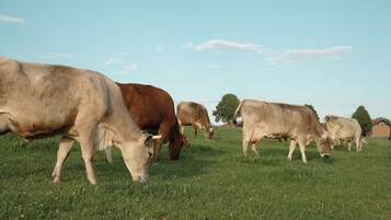A group of cows grazing in a grassy field with a clear sky.