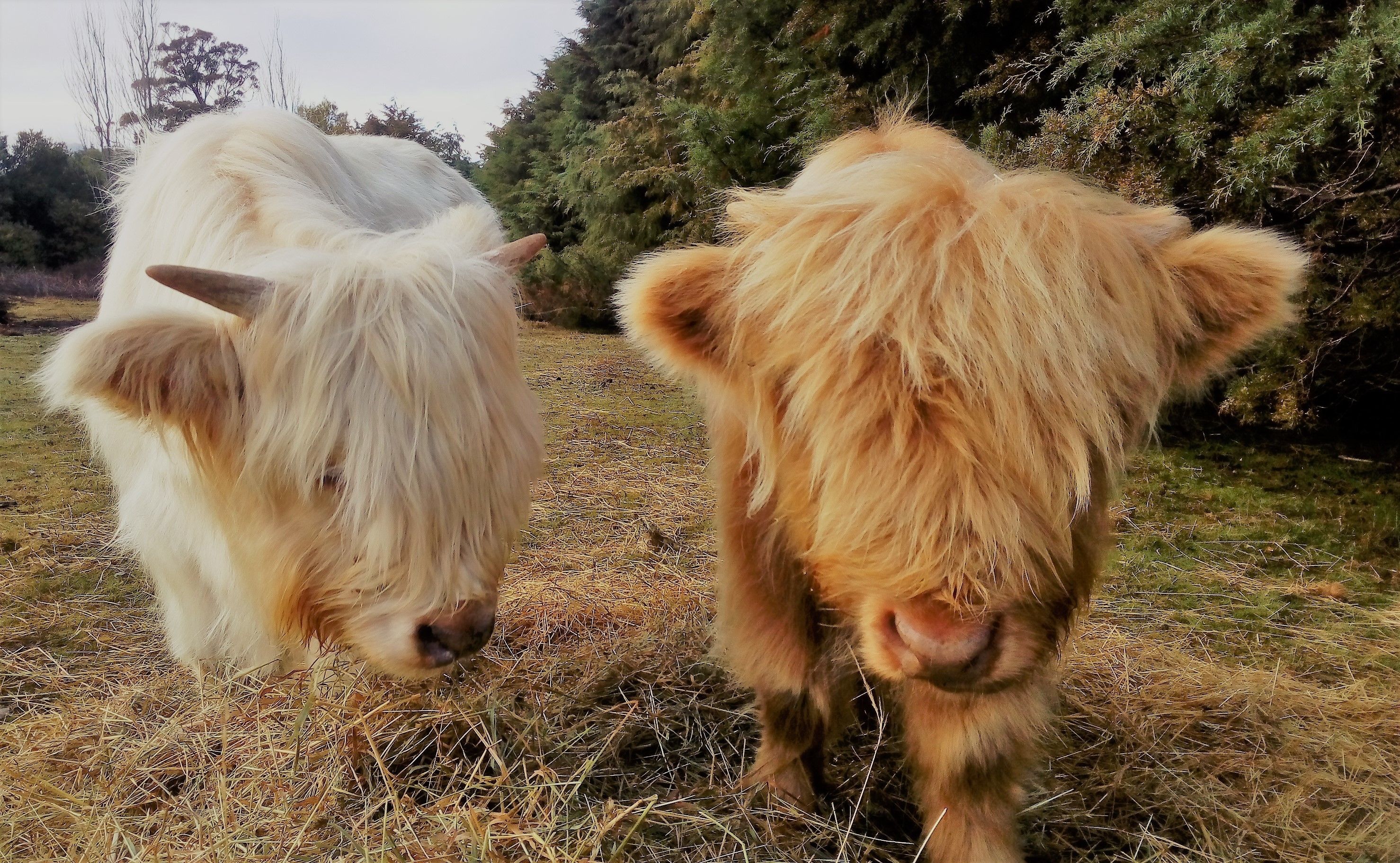 Two Highland cattle grazing in a field with sparse grass and trees in the background.