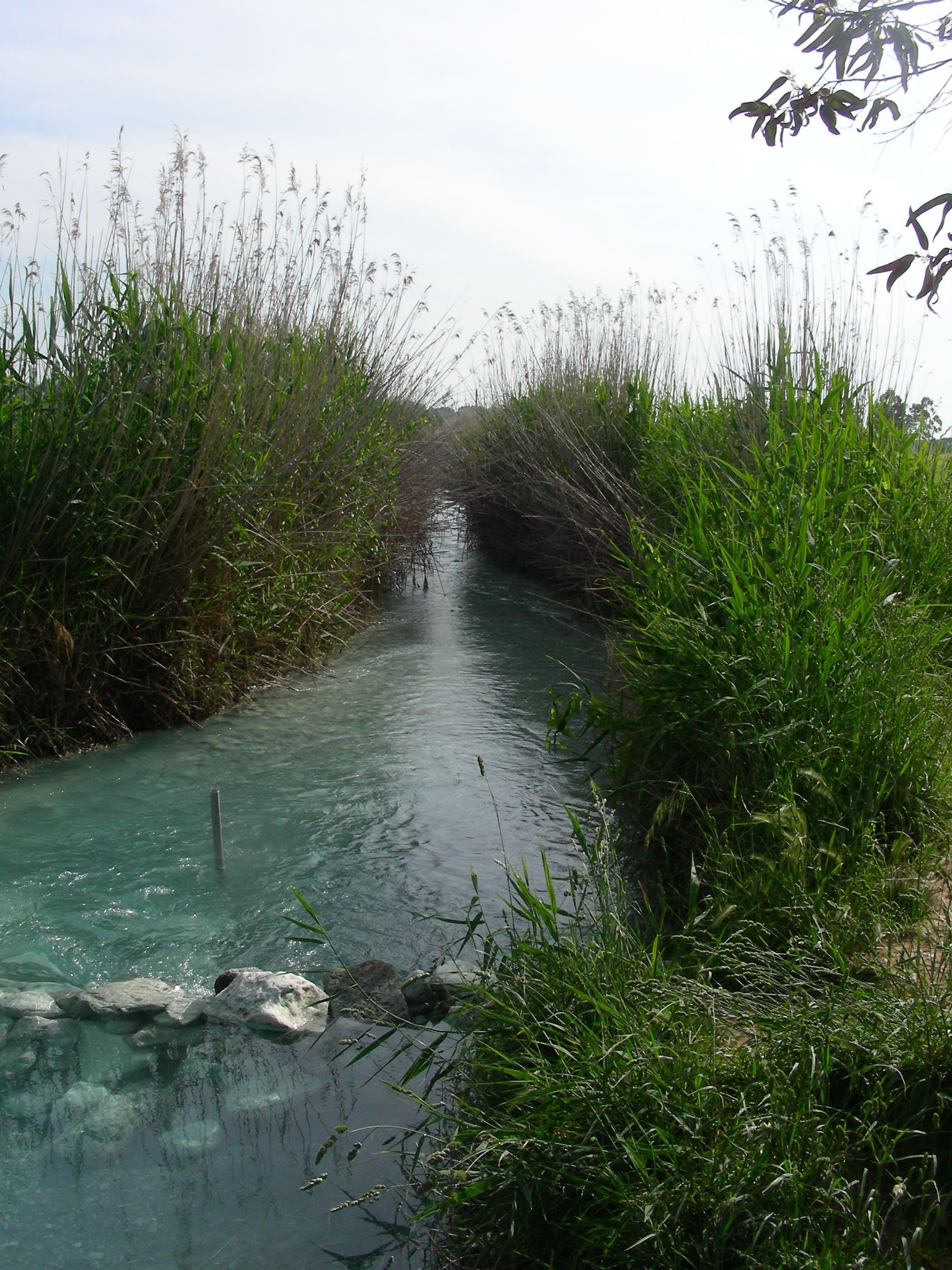 Un stretto canale d'acqua costeggiato da una vegetazione fitta.