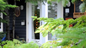 A lush garden with ferns and a building entrance. - Maison de Vébron (L'Anse-Saint-Jean)