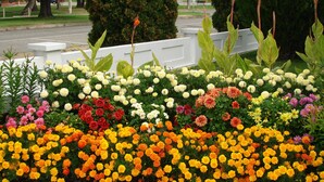 A flower bed with a variety of colorful flowers and green foliage. - Riverside Motel (Penticton)