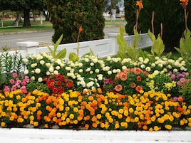 Jardim