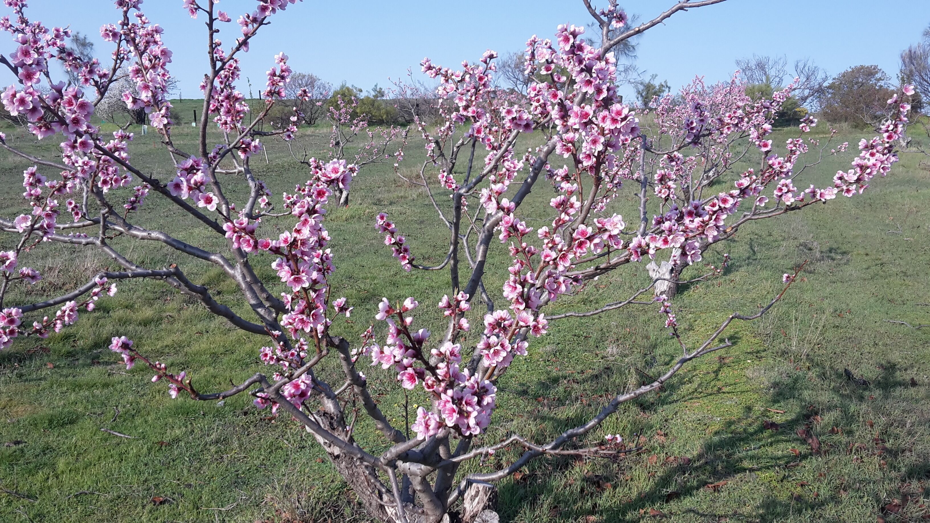 A tree with pink blossoms in a grassy field.