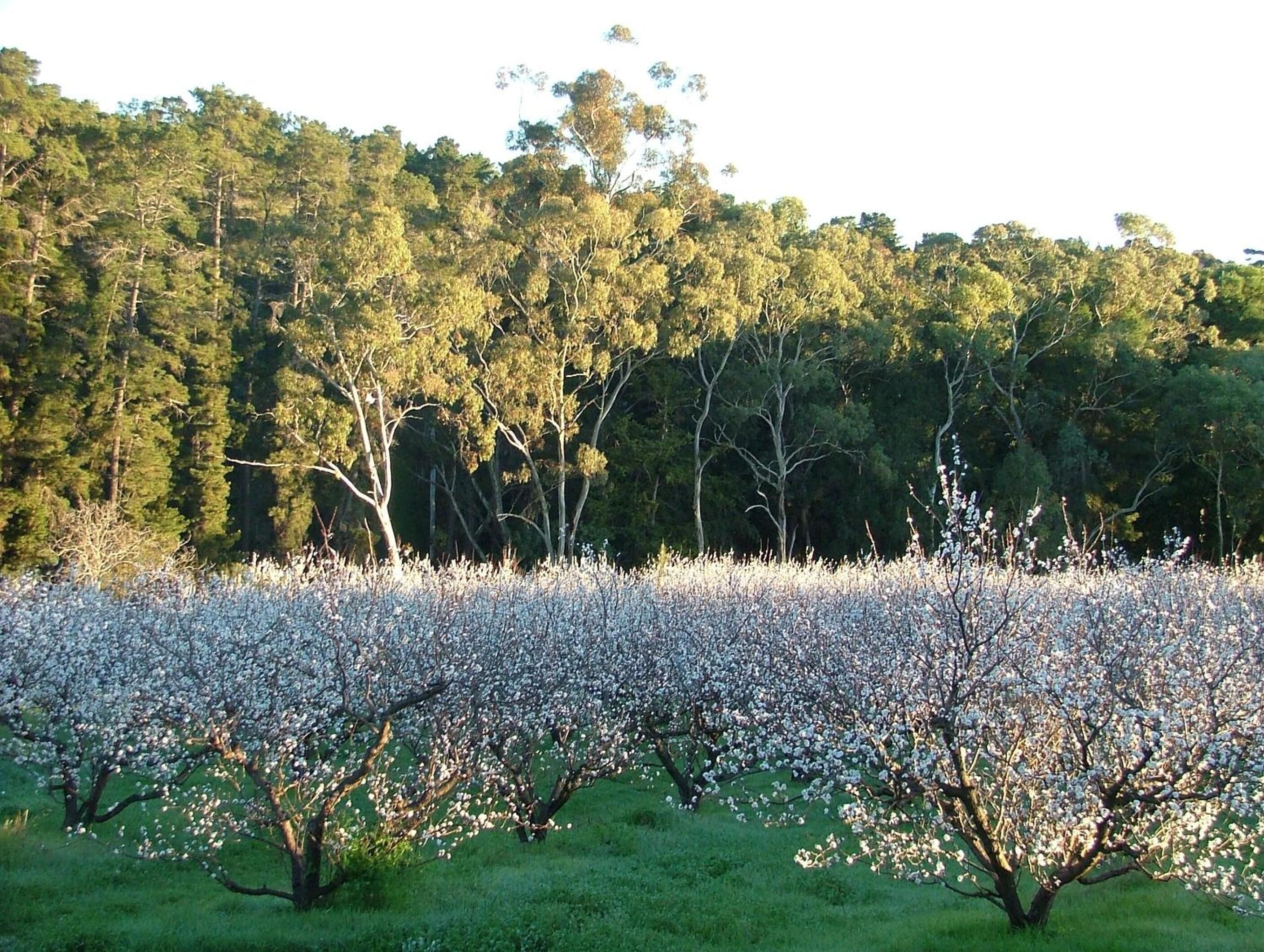 Un champ d'arbres en fleurs, avec une forêt en arrière-plan.