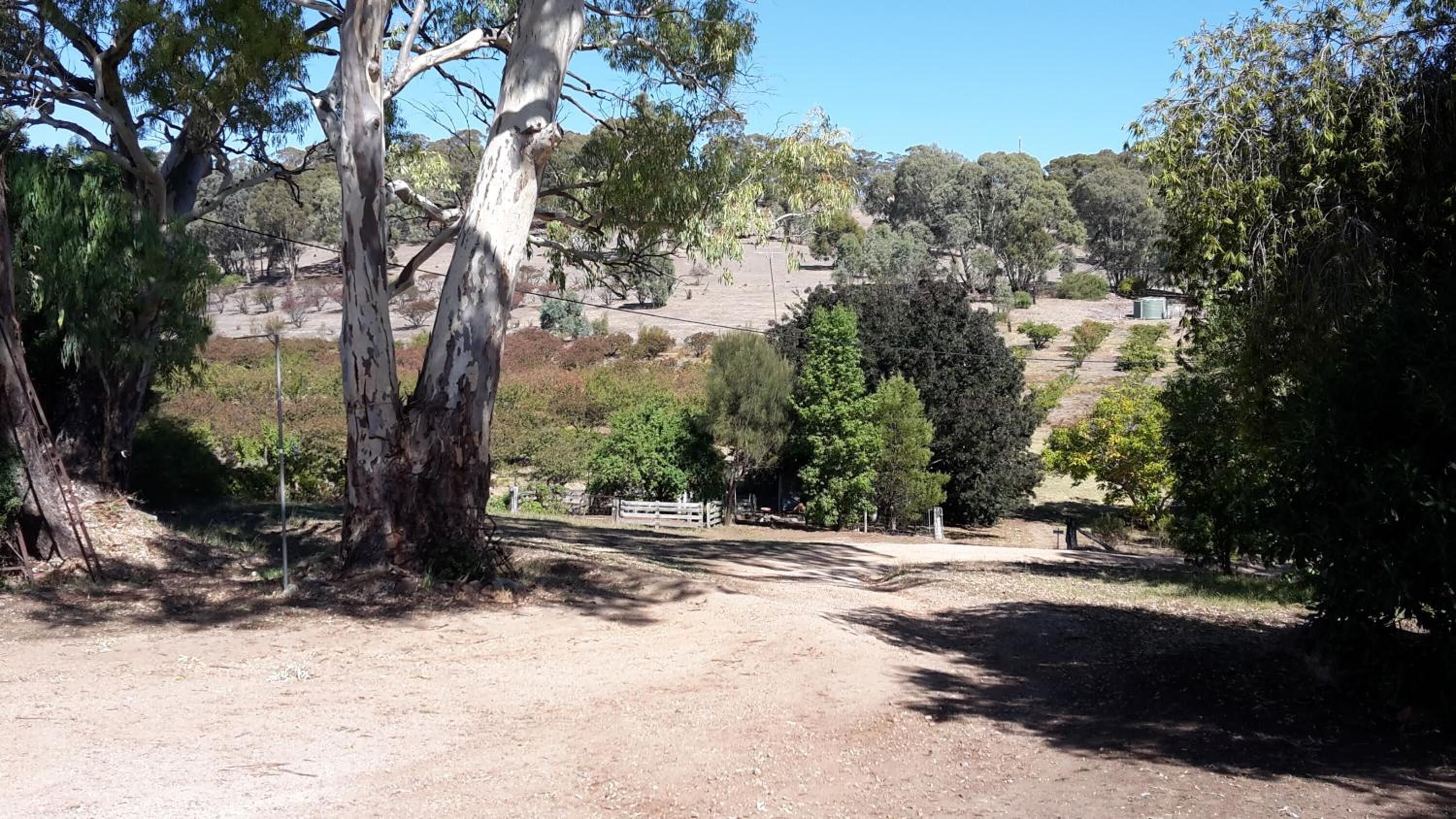 A rural landscape with a dirt path, trees, and a hilly background.