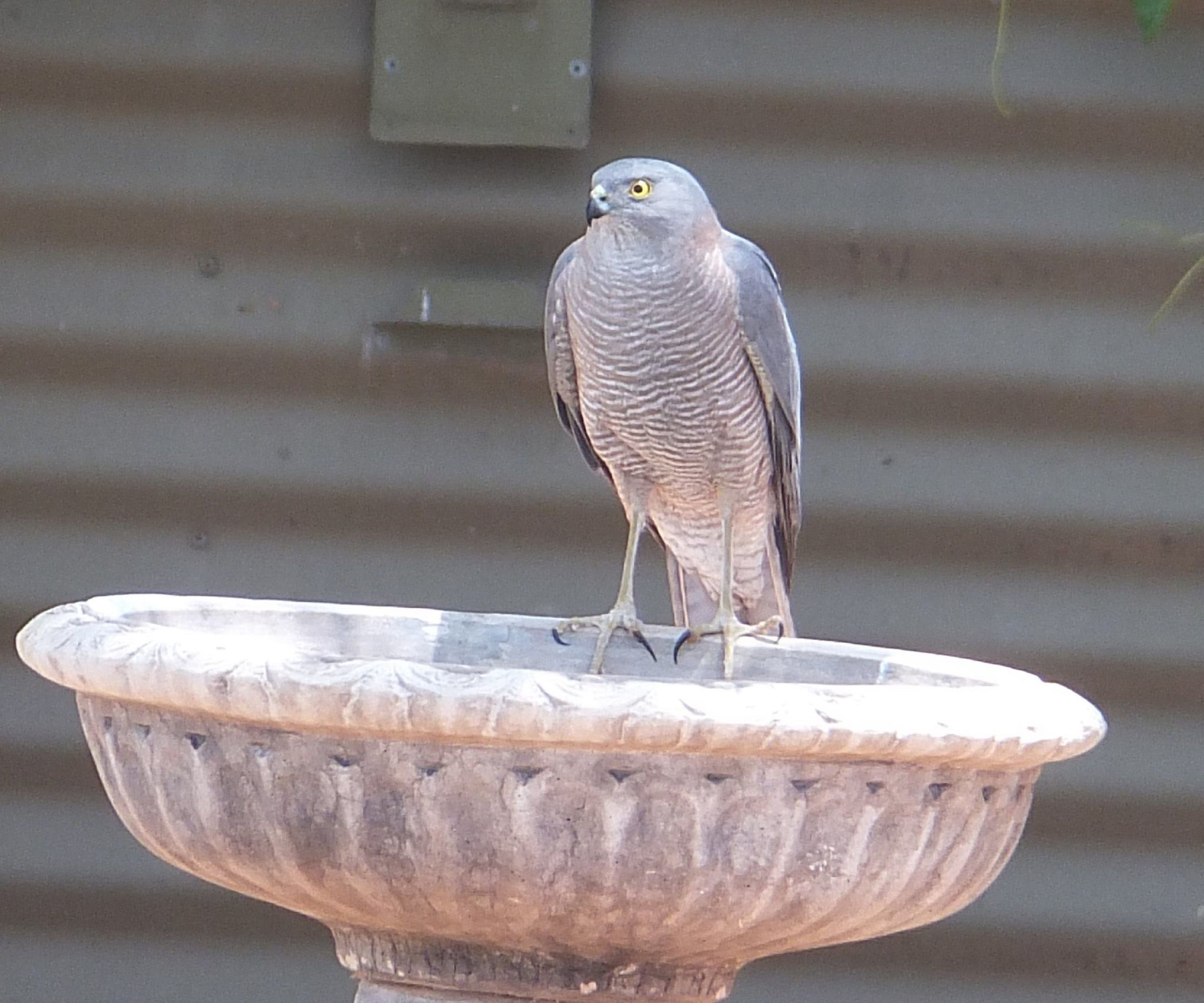 Photo - Kathys Place Bed and Breakfast