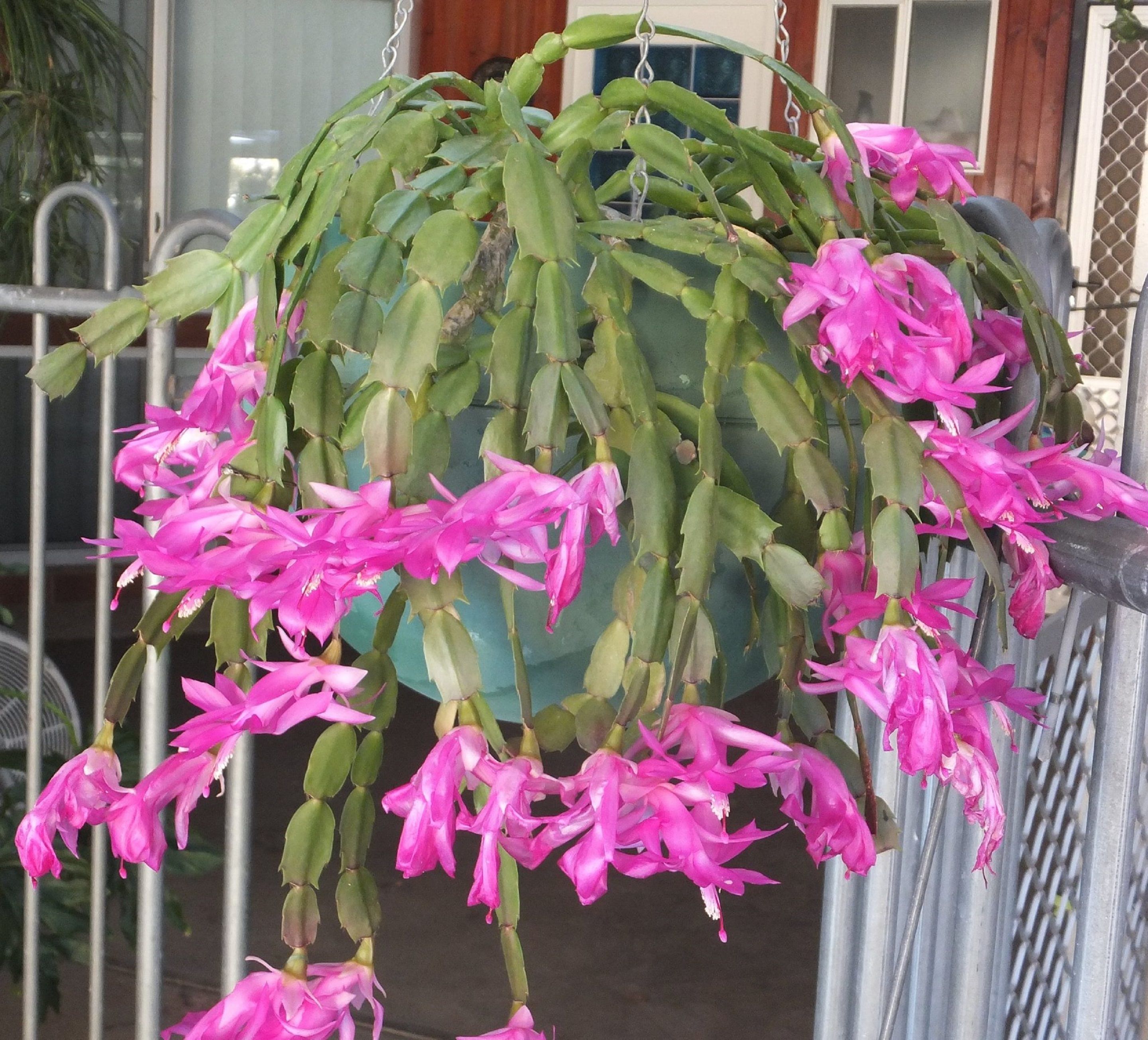 Photo - Kathys Place Bed and Breakfast