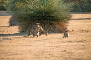 A group of kangaroos in a dry grassland with a large green plant in the background. - Ecopia Retreat (Seddon)