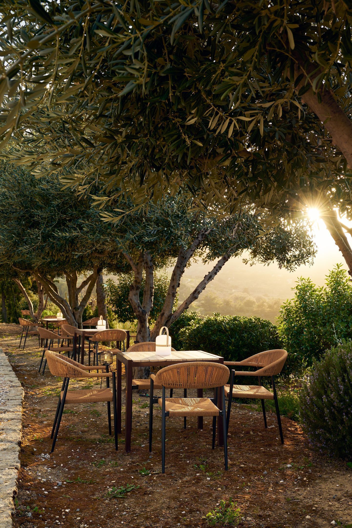 An outdoor dining area with wicker chairs and tables under olive trees, with sunlight filtering through.