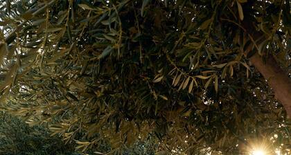 Eliathos Hillside Retreat