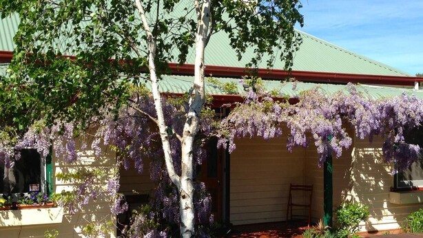 A building with a green roof, a covered porch, and a tree with purple flowers. - Triabunna Cabin and Caravan Park (Triabunna)