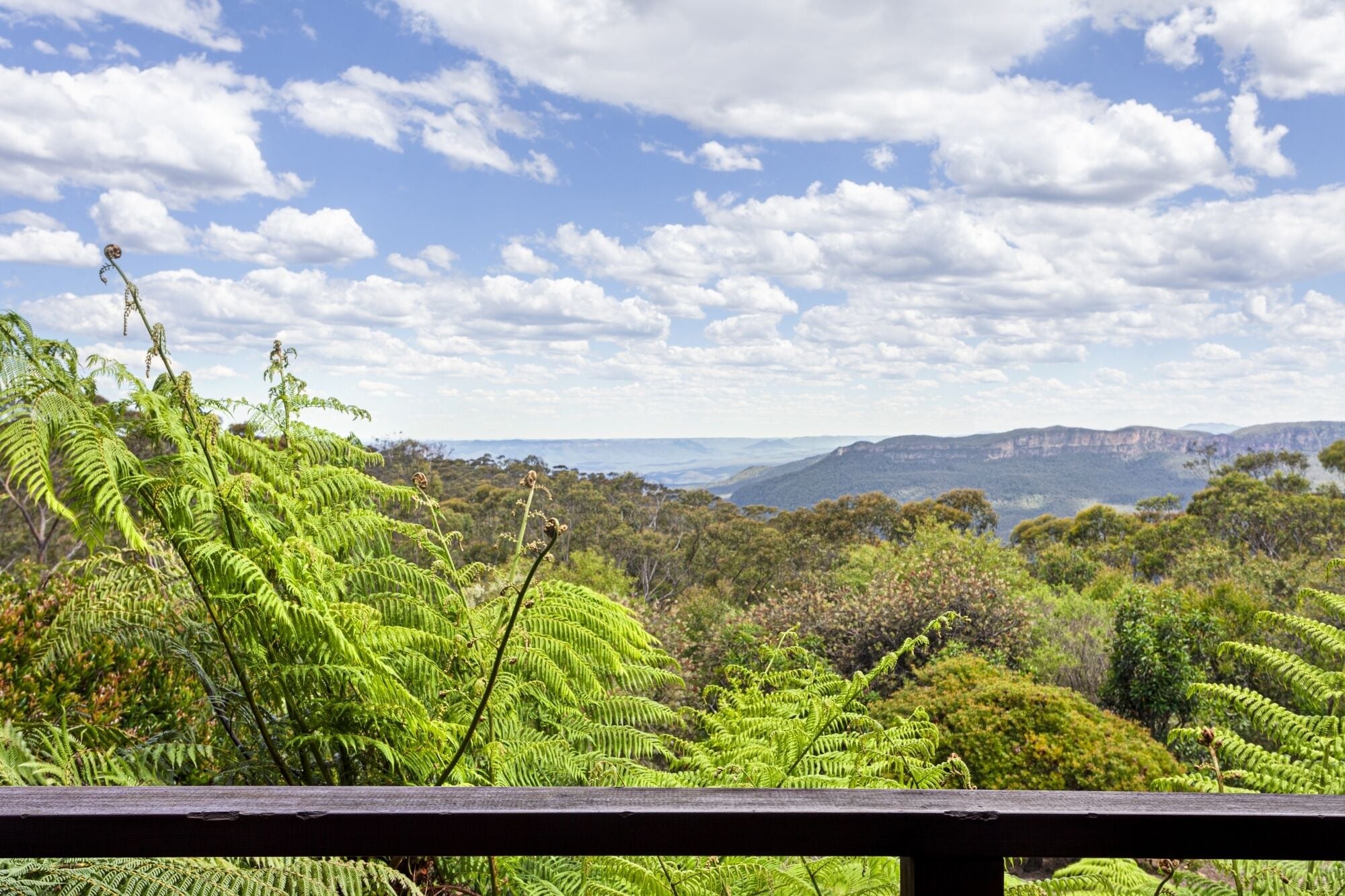 A lush green landscape with ferns and a wooden railing.