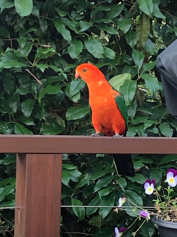 A parrot perched on a wooden railing with dense green foliage in the background.