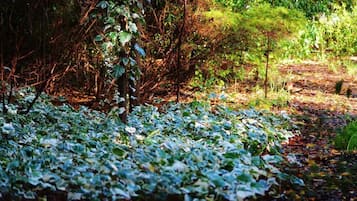 Taman