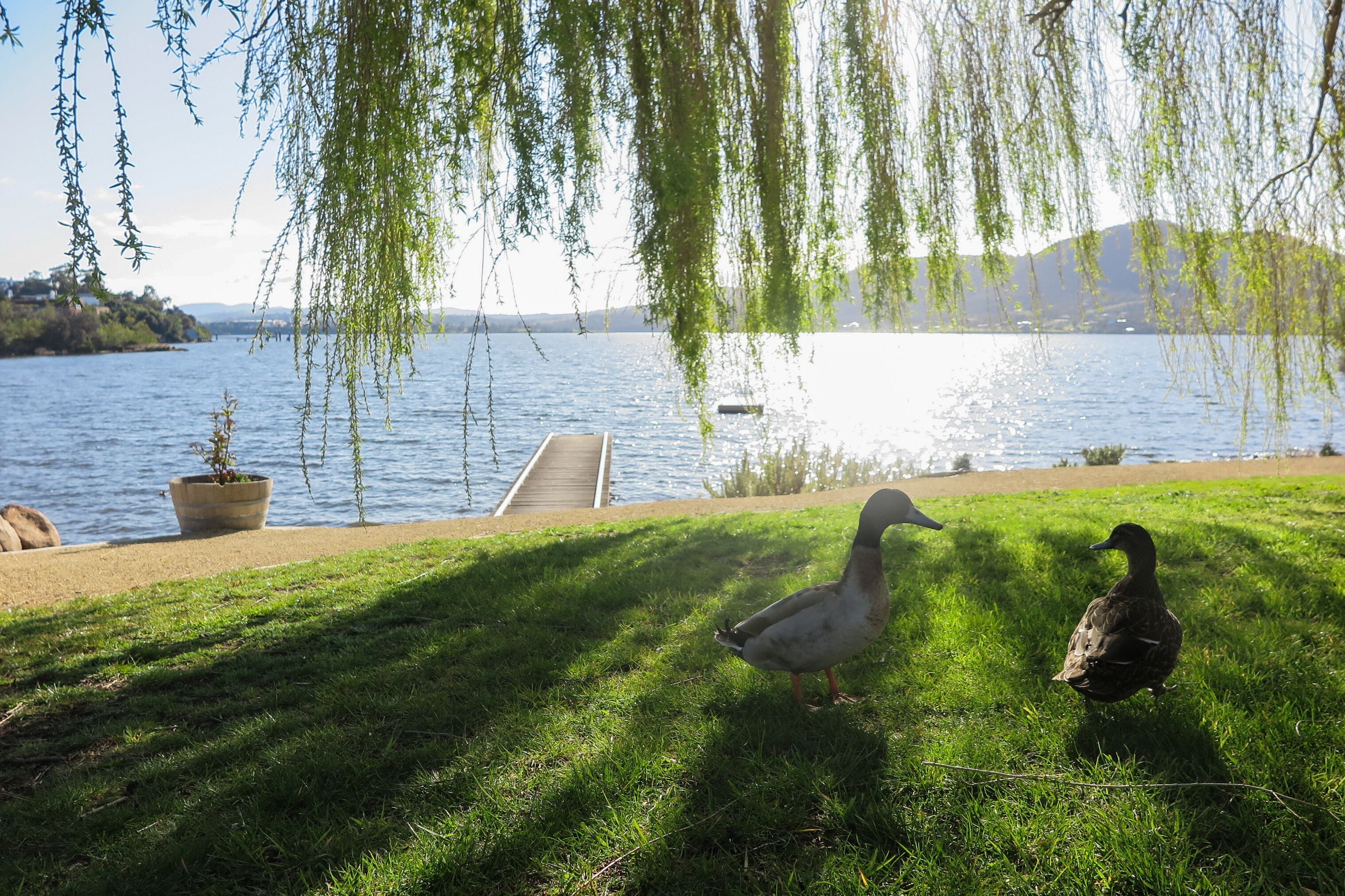 A grassy area with two ducks, a wooden dock, and a body of water with a distant shoreline.
