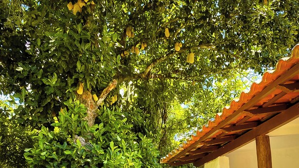Une pergola dotée d’un toit en tuiles, entourée d’une végétation luxuriante et d’arbres.