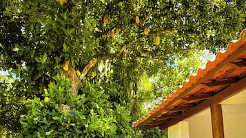 Exclusive Room (Bromélias) | View from room