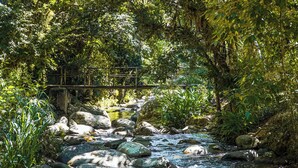 Un ruisseau naturel bordé de rochers et de verdure, un pont en bois et un mur de pierres.