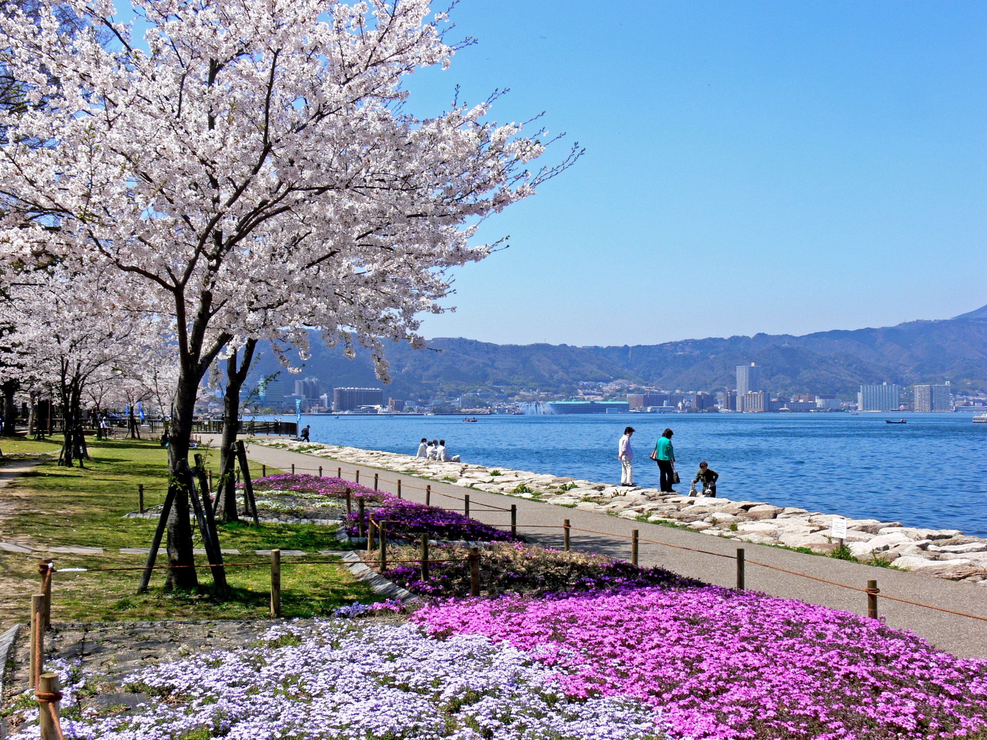 Un parque con cerezos en flor, un muelle y un paisaje urbano al fondo.