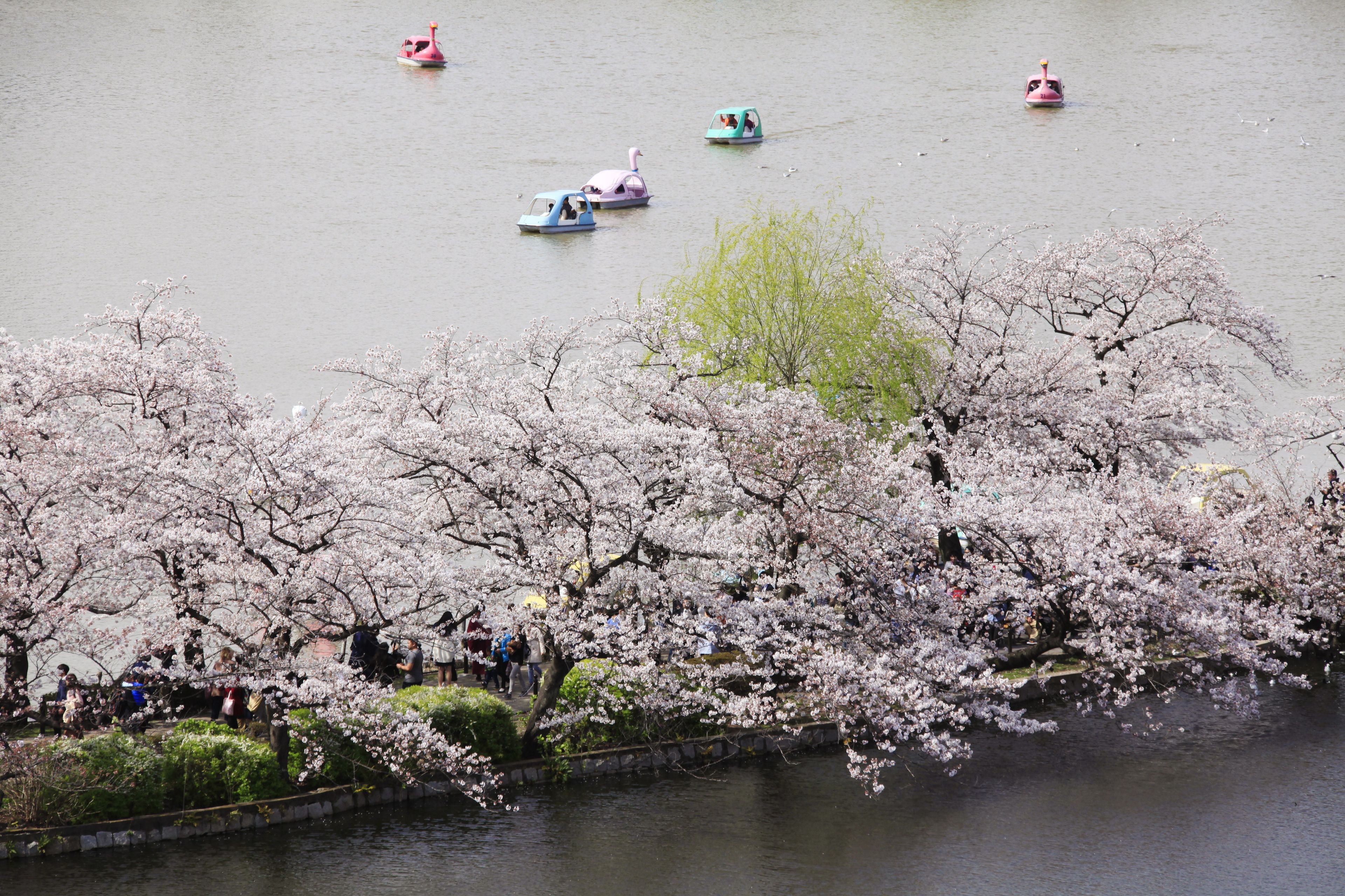 Foto - Ueno Station Hostel Oriental 1 Male Only