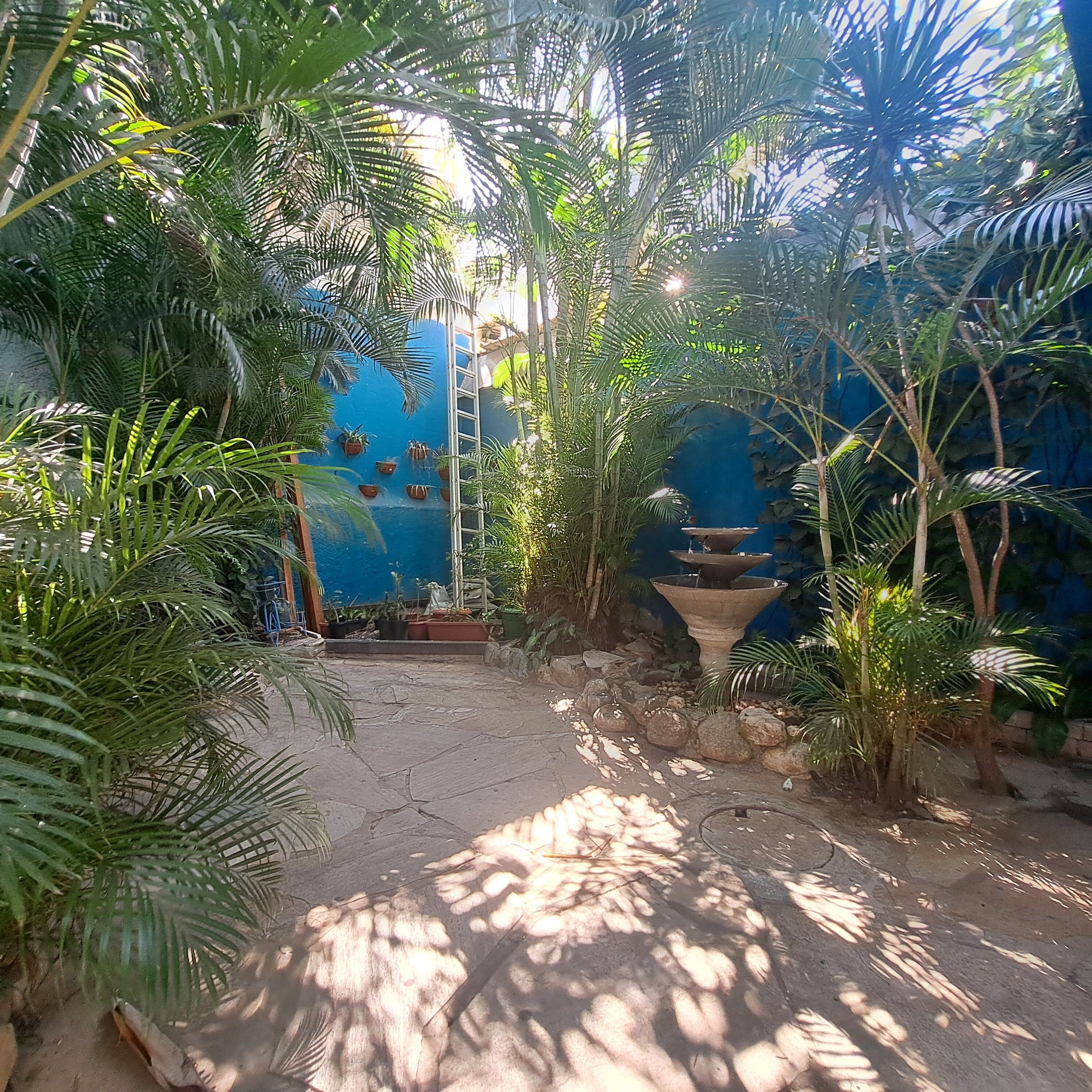 Un giardino tropicale con un muro azzurro, un sentiero in pietra e diverse piante.