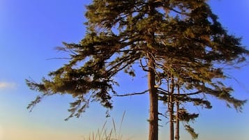 A lone tree in a natural setting with a clear sky and a distant view of the sea.