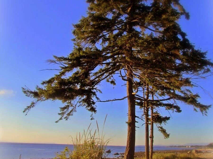 A lone tree in a natural setting with a clear sky and a distant view of the sea.