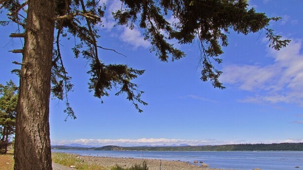Vista despejada de un lago con costa rocosa, un sendero que lleva al agua y un árbol en primer plano.