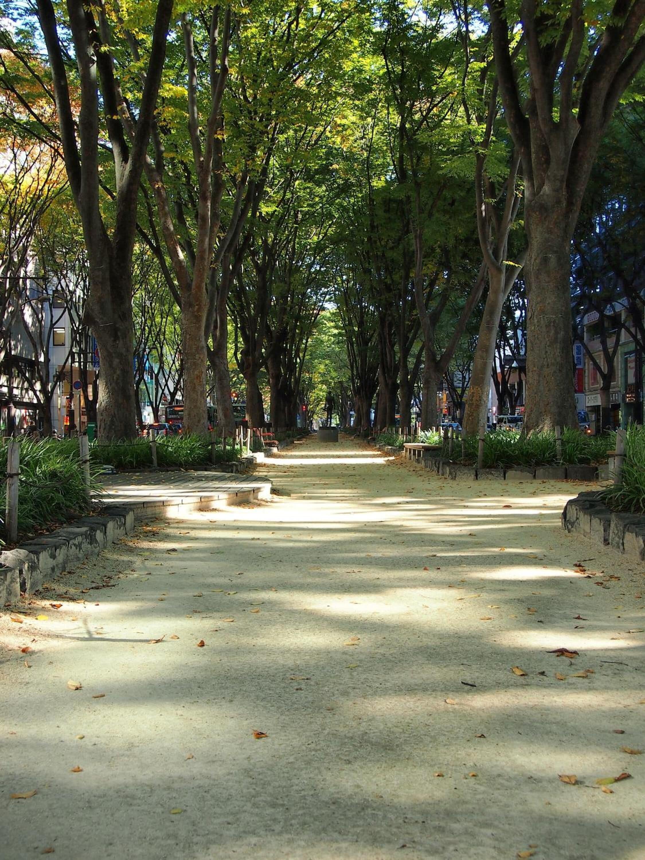 Un sendero bordeado de árboles en un parque, con bancos y cielo despejado.