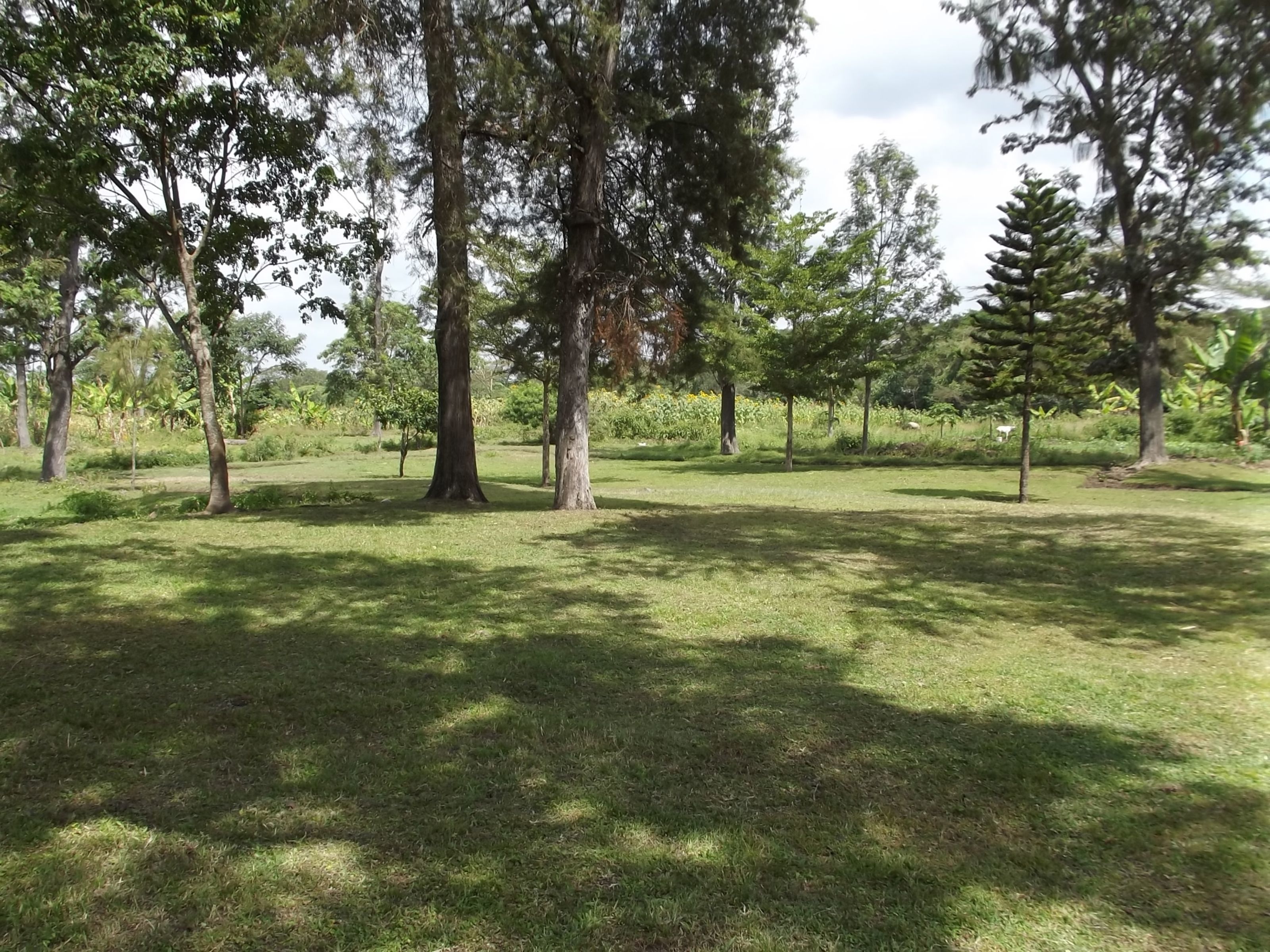 A grassy park with several trees and a clear sky.