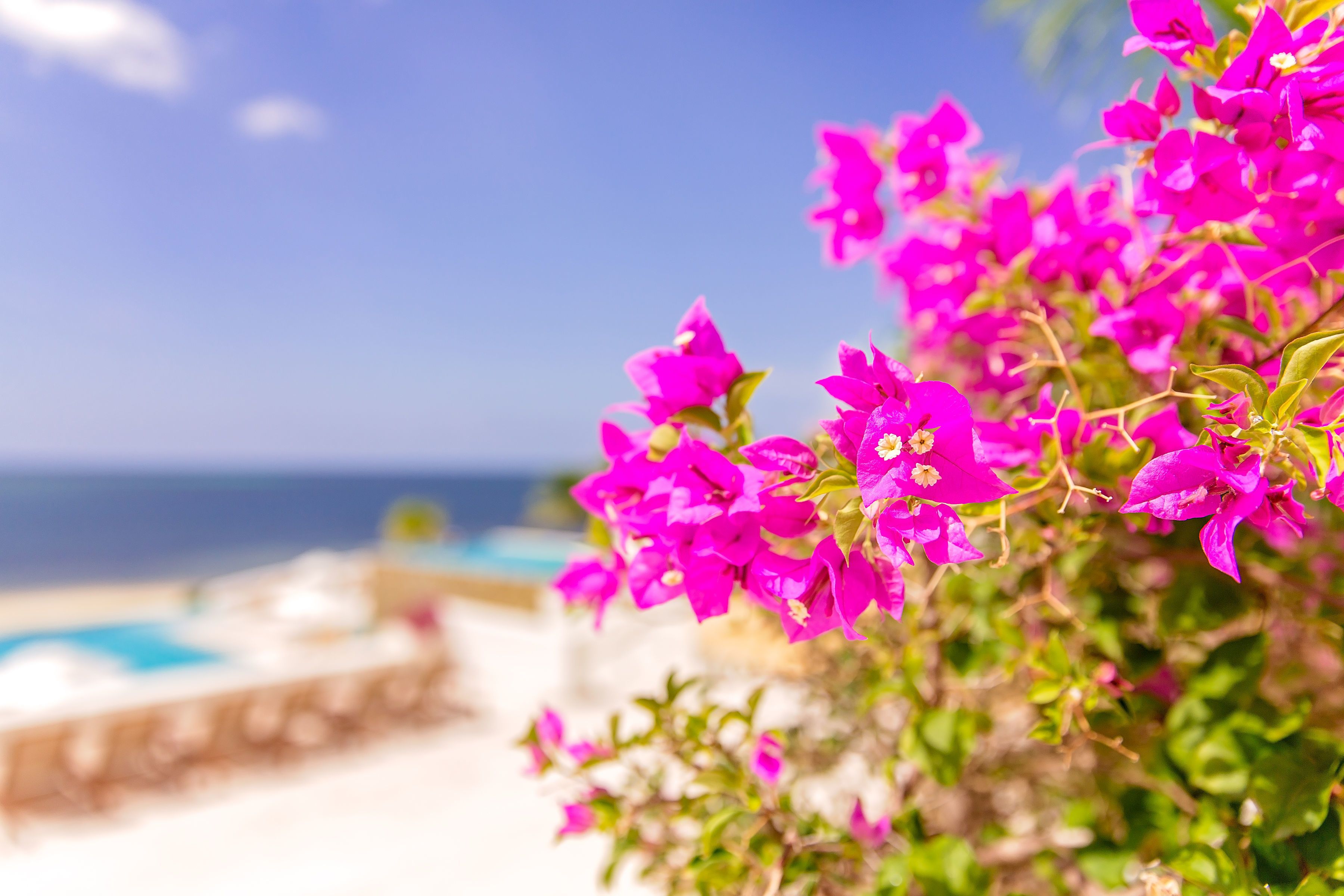 Flores vibrantes de buganvilla rosa en plena floración, con una vista despejada de una piscina y una playa al fondo.