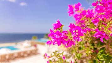Flores vibrantes de buganvilla rosa en plena floración, con una vista despejada de una piscina y una playa al fondo.