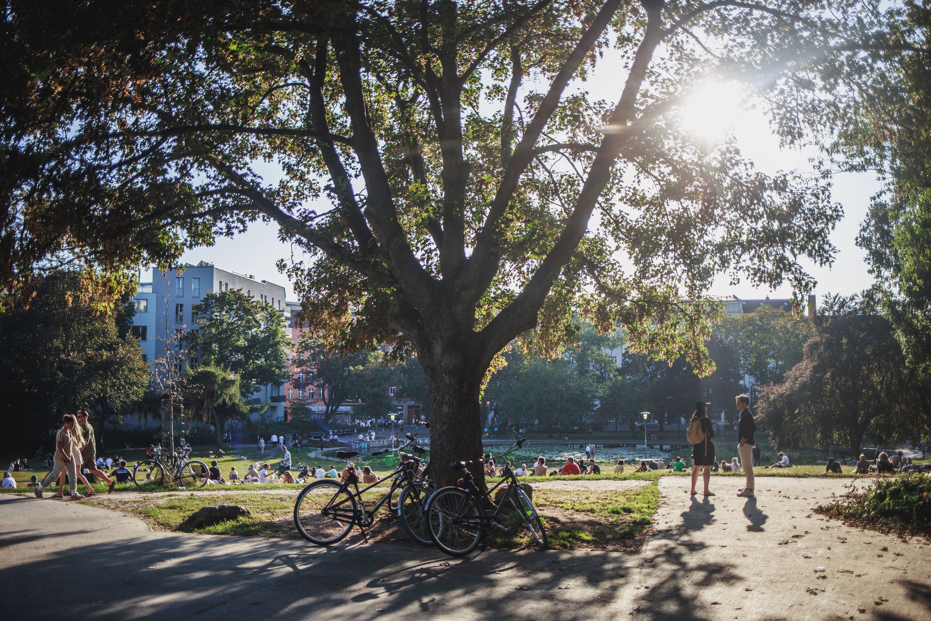 A park with a large tree, bicycles, and people walking and sitting.